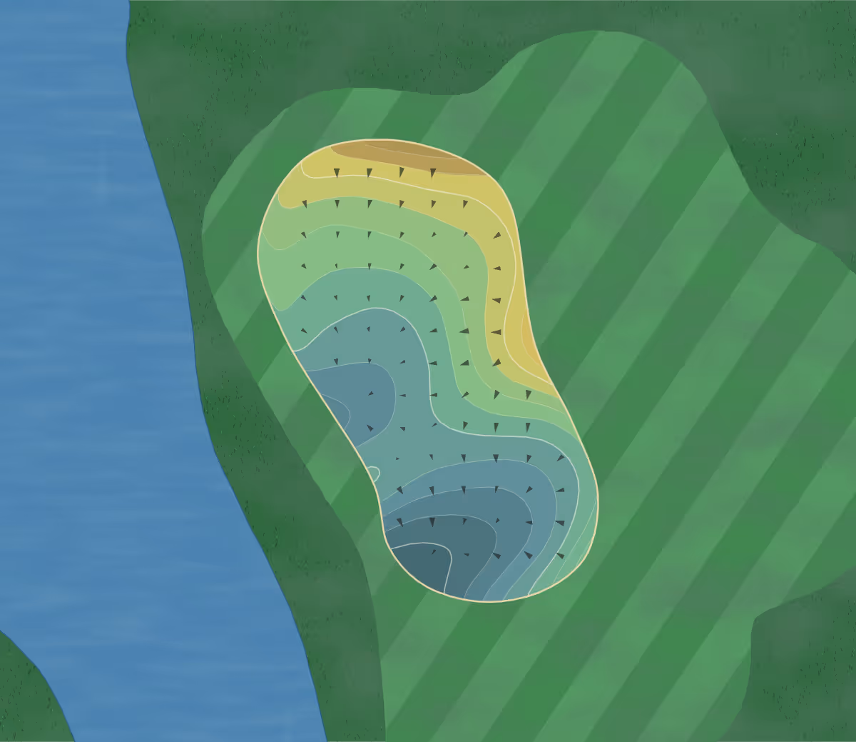 Green contour map of Blackberry Trail in Florence, Alabama — 215 elevation contours at a 3-inch interval with fall-line arrows, traced from 1-meter lidar