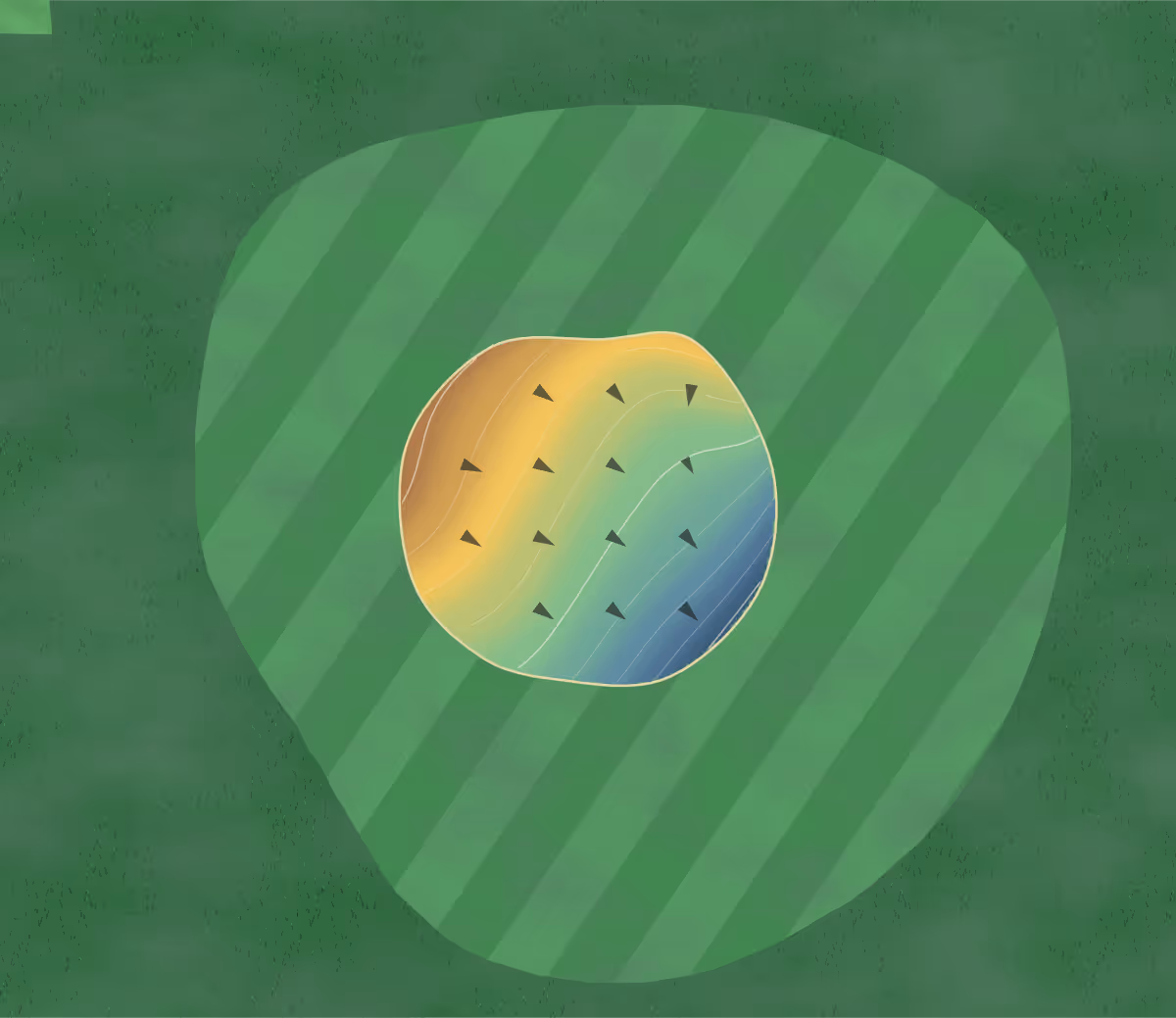 Green contour map of Buncrana in Buncrana, Canada — 58 elevation contours at a 8-centimeter interval with fall-line arrows, traced from 1-meter lidar