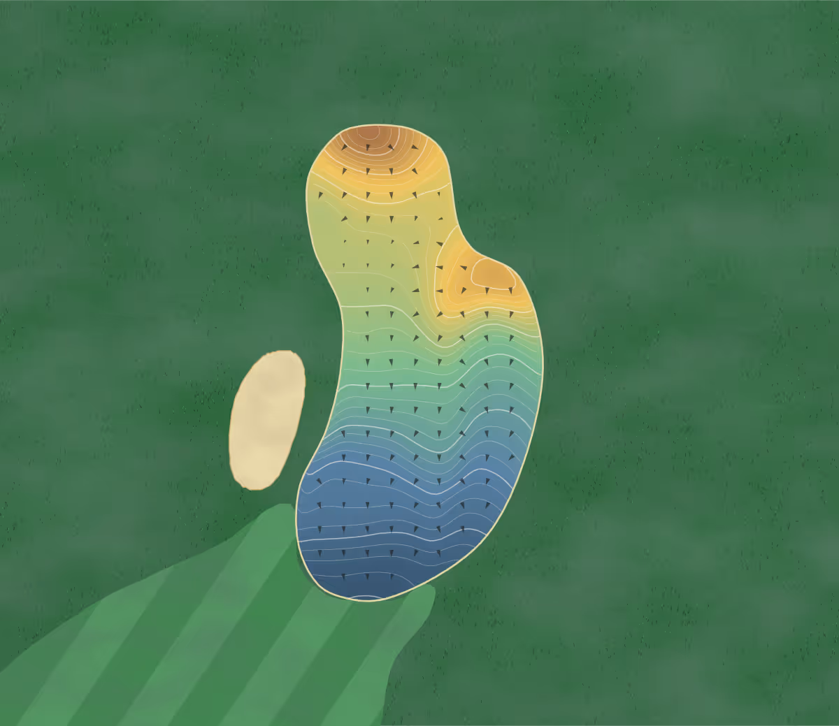 Green contour map of Golf St-André in Saint-André-d'Argenteuil, Canada: 266 elevation contours at a 8-centimeter interval with fall-line arrows, traced from 1-meter lidar
