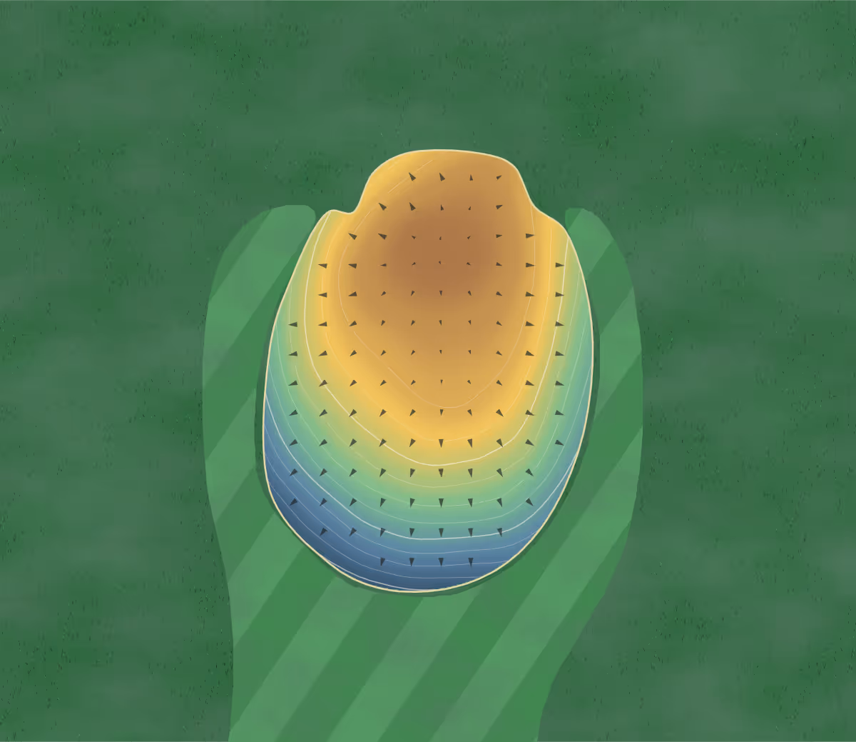 Green contour map of Kohl Creek in Wilsonville, Oregon — 74 elevation contours at a 3-inch interval with fall-line arrows, traced from 1-meter lidar