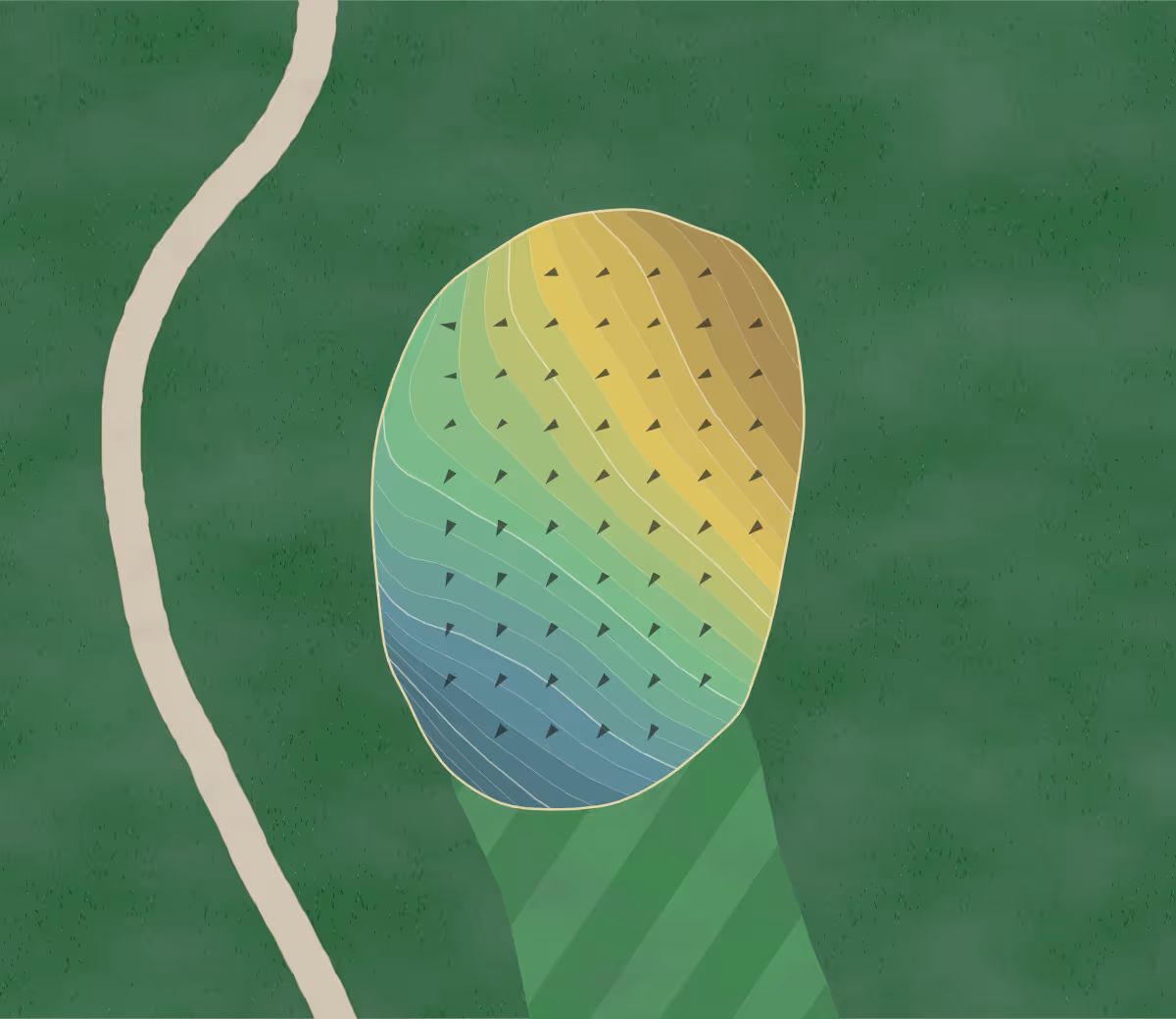 Green contour map of Lions Municipal in Austin, Texas — 204 elevation contours at a 3-inch interval with fall-line arrows, traced from 1-meter lidar