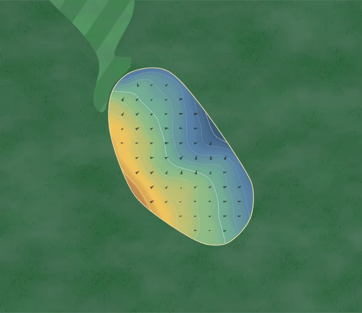 Green contour map of Maple Lane in Elmwood, Illinois: 75 elevation contours at a 3-inch interval with fall-line arrows, traced from 1-meter lidar