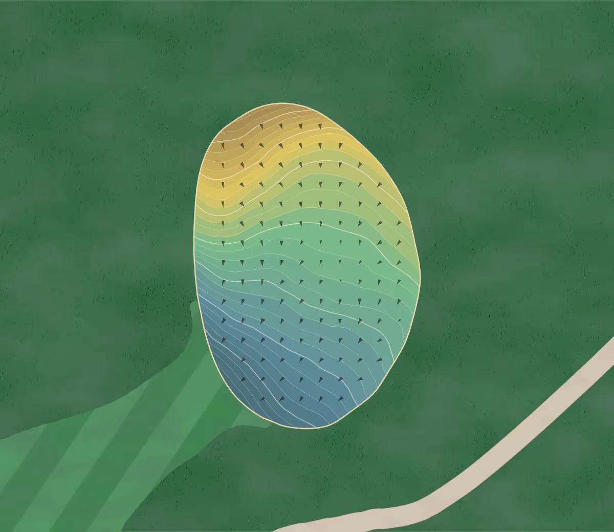 Green contour map of Medicine Hole in Killdeer, North Dakota — 145 elevation contours at a 3-inch interval with fall-line arrows, traced from 1-meter lidar
