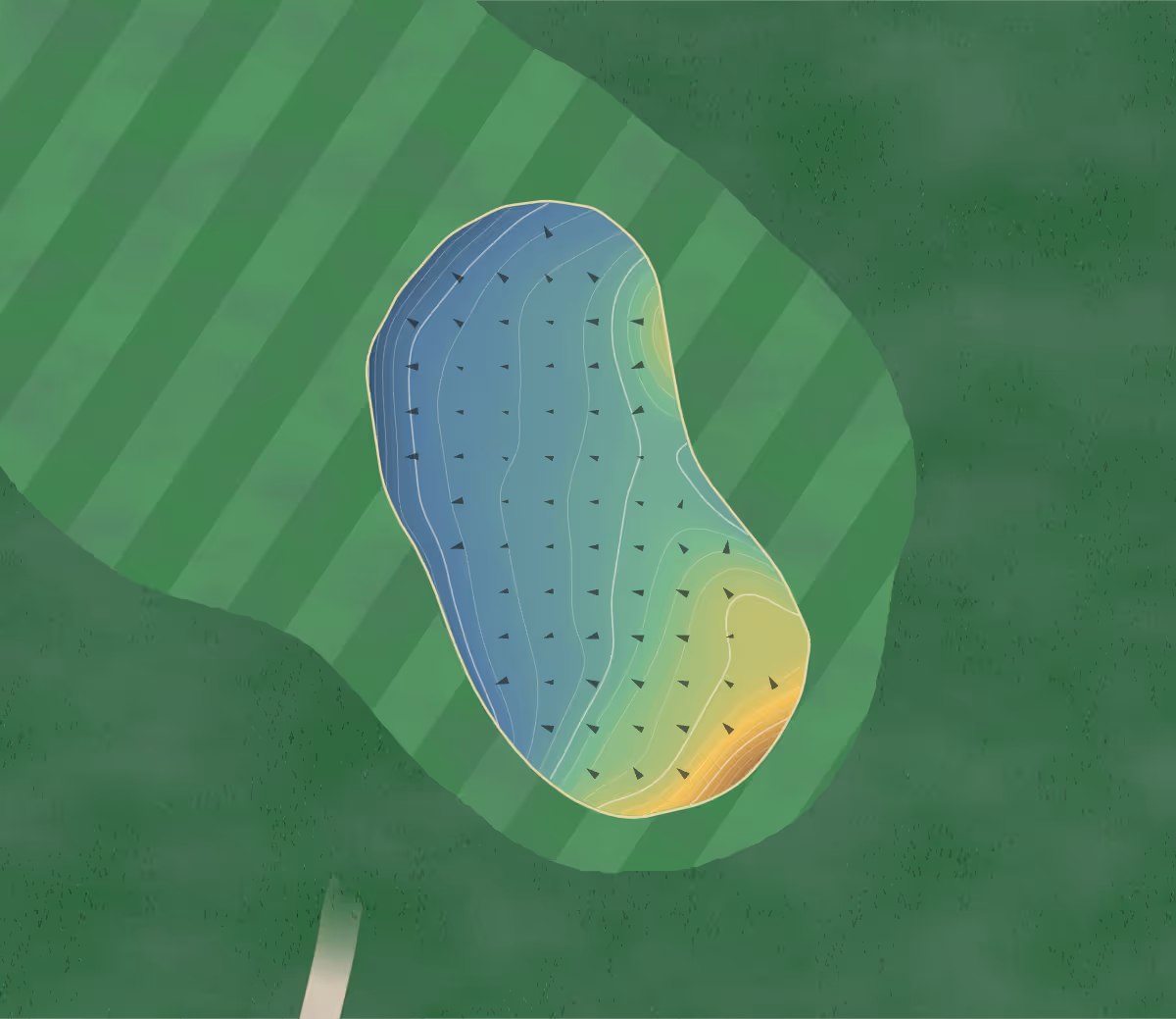 Green contour map of Muriwai in Muriwai, New Zealand — 234 elevation contours at a 8-centimeter interval with fall-line arrows, traced from 1-meter lidar