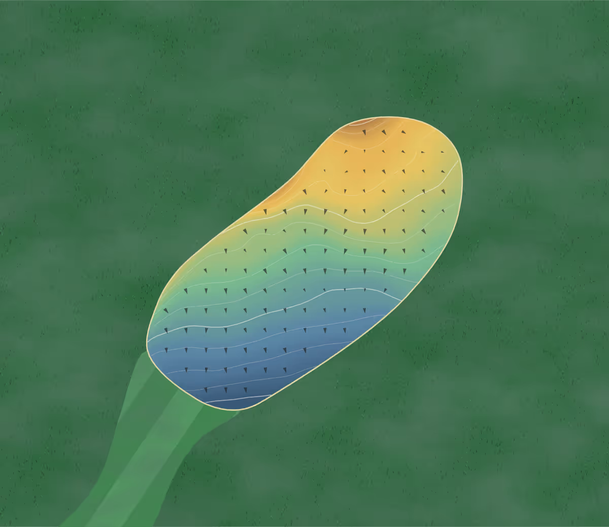 Green contour map of Normanby Hall in Scunthorpe, England — 146 elevation contours at a 8-centimeter interval with fall-line arrows, traced from 1-meter lidar