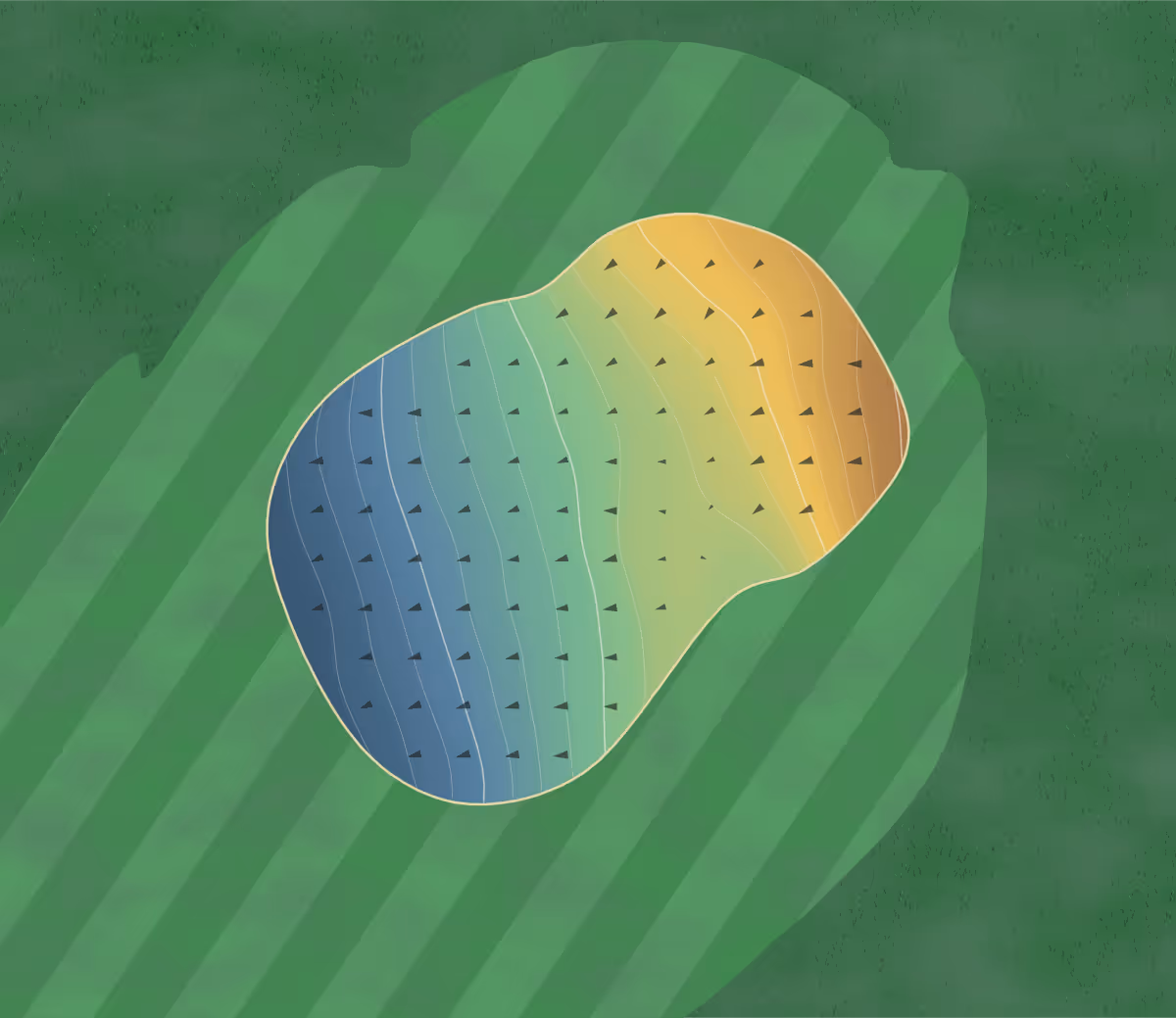 Green contour map of Old Natchez in Franklin, Tennessee: 188 elevation contours at a 3-inch interval with fall-line arrows, traced from 1-meter lidar
