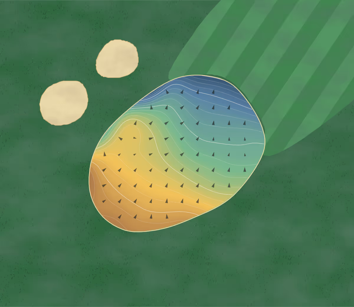 Green contour map of Orchard Beach in Keswick, Canada: 122 elevation contours at a 8-centimeter interval with fall-line arrows, traced from 1-meter lidar