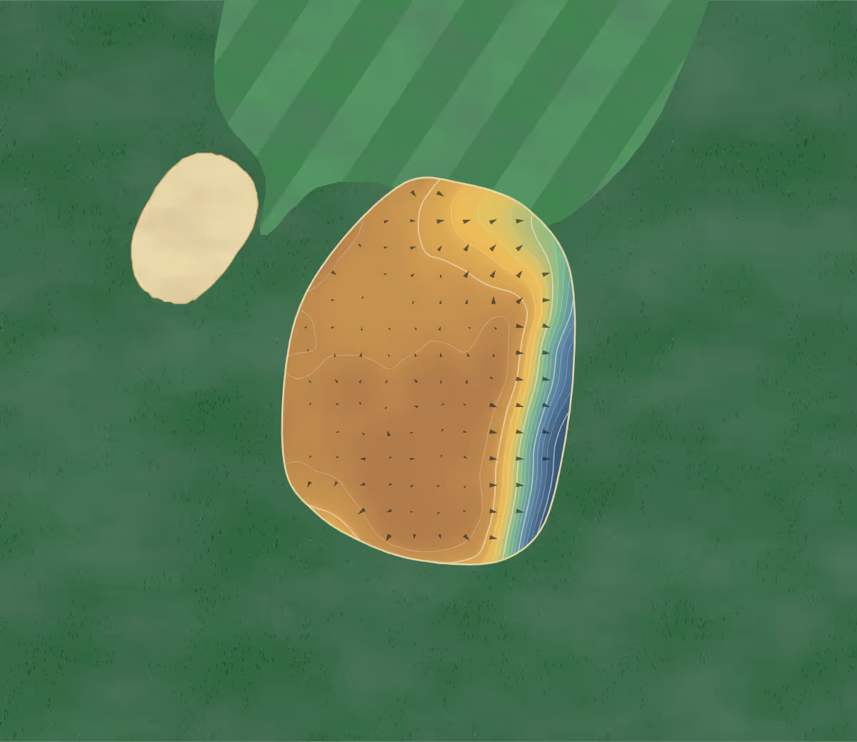 Green contour map of Orkney in Ornkey, Scotland: 110 elevation contours at a 8-centimeter interval with fall-line arrows, traced from 1-meter lidar