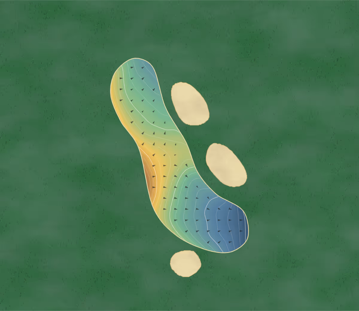 Green contour map of Rainier in Seattle, Washington: 256 elevation contours at a 3-inch interval with fall-line arrows, traced from 1-meter lidar