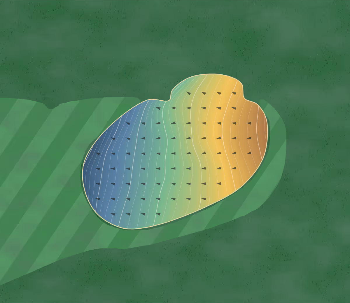 Green contour map of Scottish Glen in Carleton Place, Canada: 154 elevation contours at a 8-centimeter interval with fall-line arrows, traced from 1-meter lidar