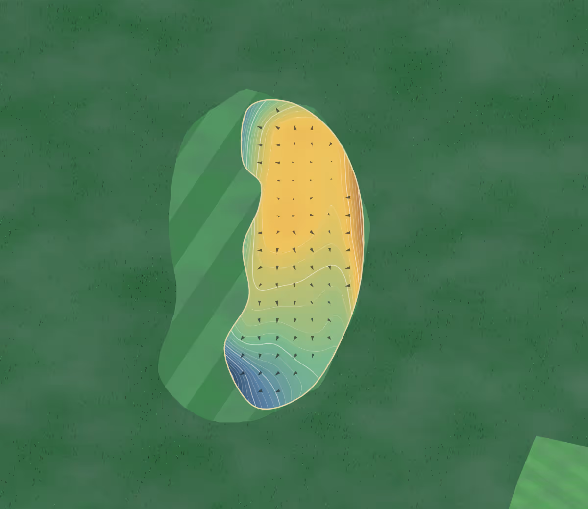 Green contour map of South Petersfield in Petersfield, United Kingdom — 137 elevation contours at a 8-centimeter interval with fall-line arrows, traced from 1-meter lidar
