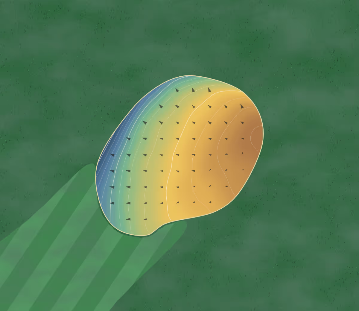 Green contour map of Talbot Trail in Wheatley, Canada: 83 elevation contours at a 8-centimeter interval with fall-line arrows, traced from 1-meter lidar