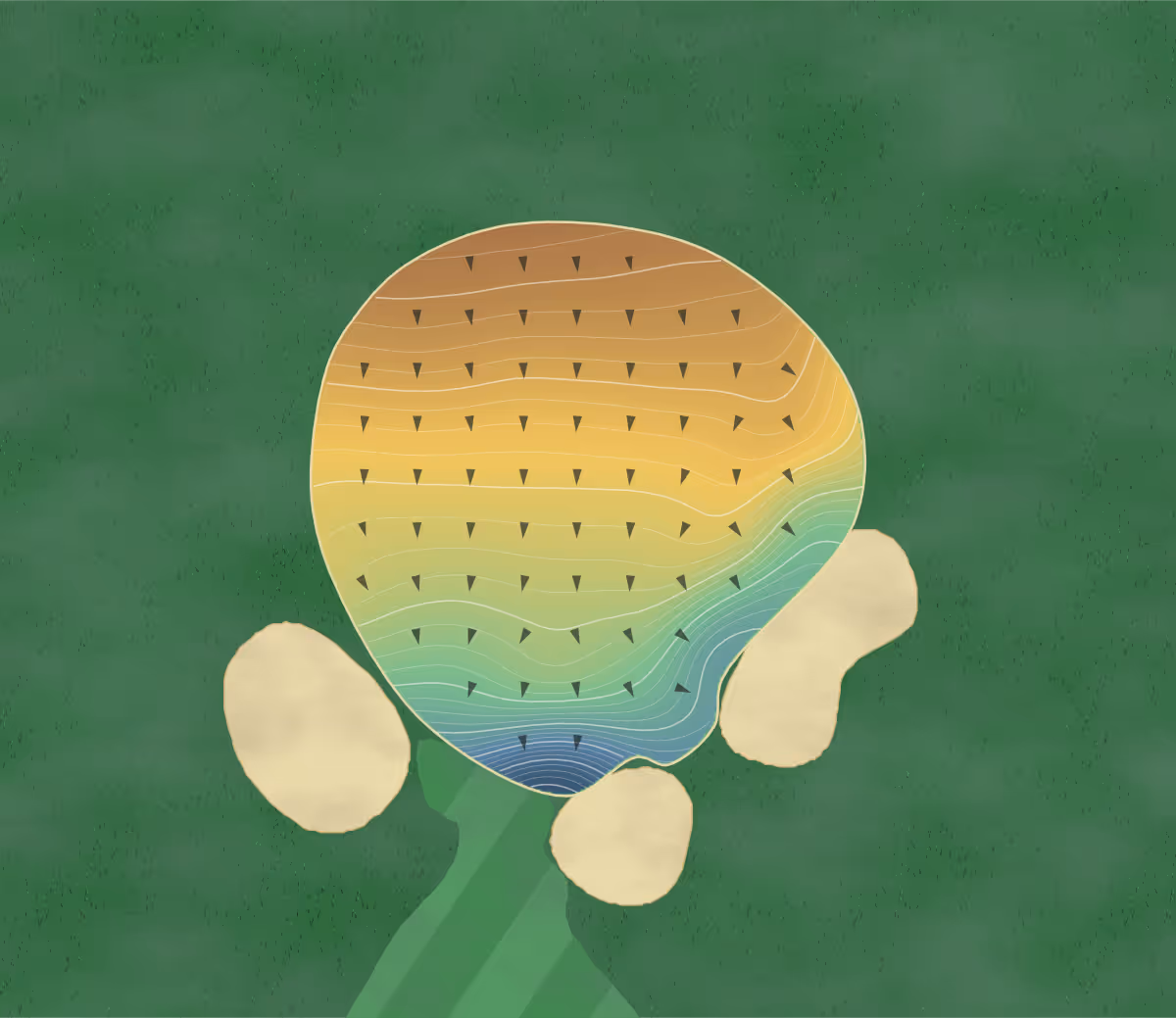 Green contour map of Golf Club at Champions in Fort Worth, Texas — 343 elevation contours at a 3-inch interval with fall-line arrows, traced from 1-meter lidar