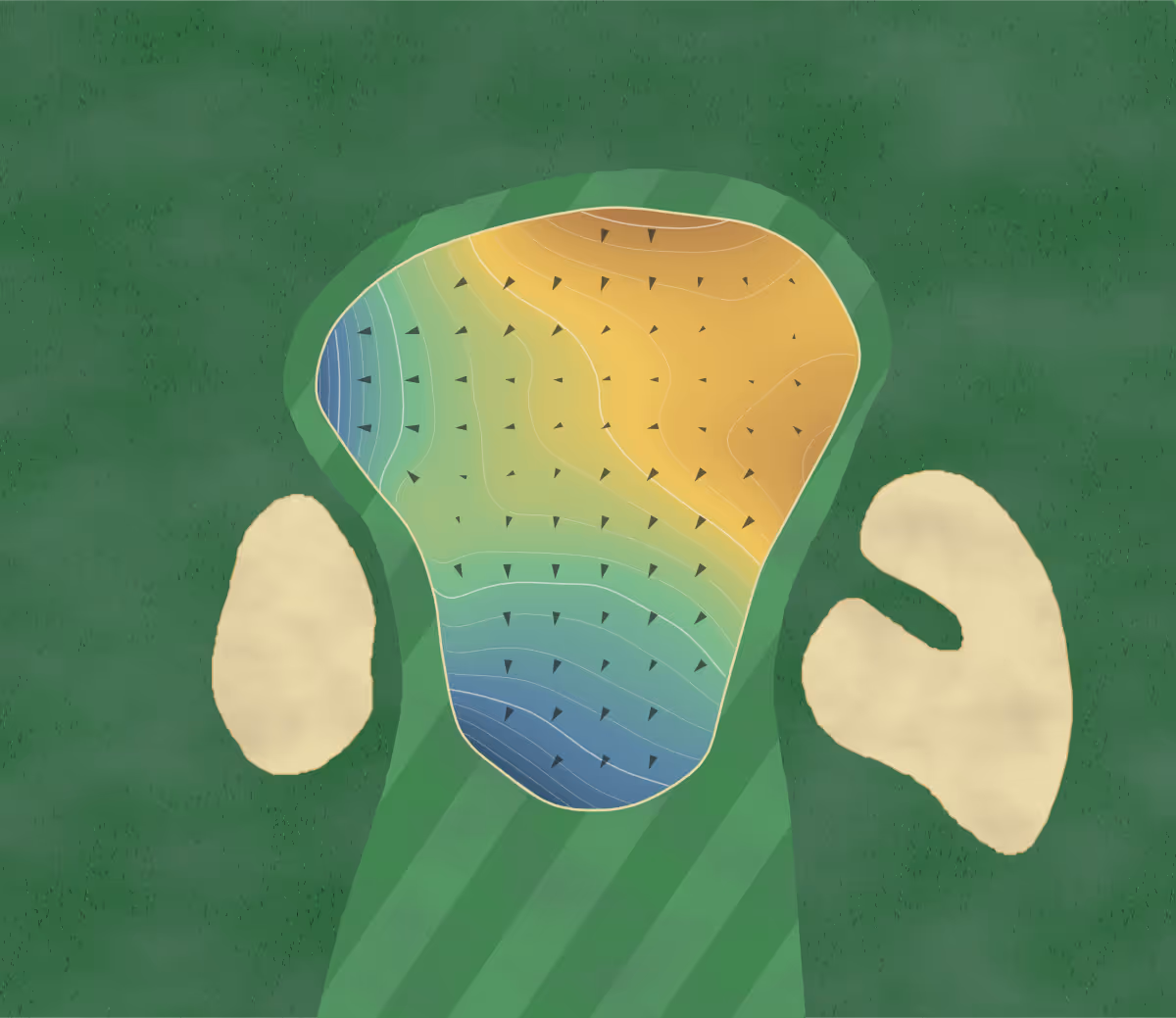 Green contour map of University of New Mexico Championship in Albuquerque, New Mexico — 239 elevation contours at a 3-inch interval with fall-line arrows, traced from 1-meter lidar