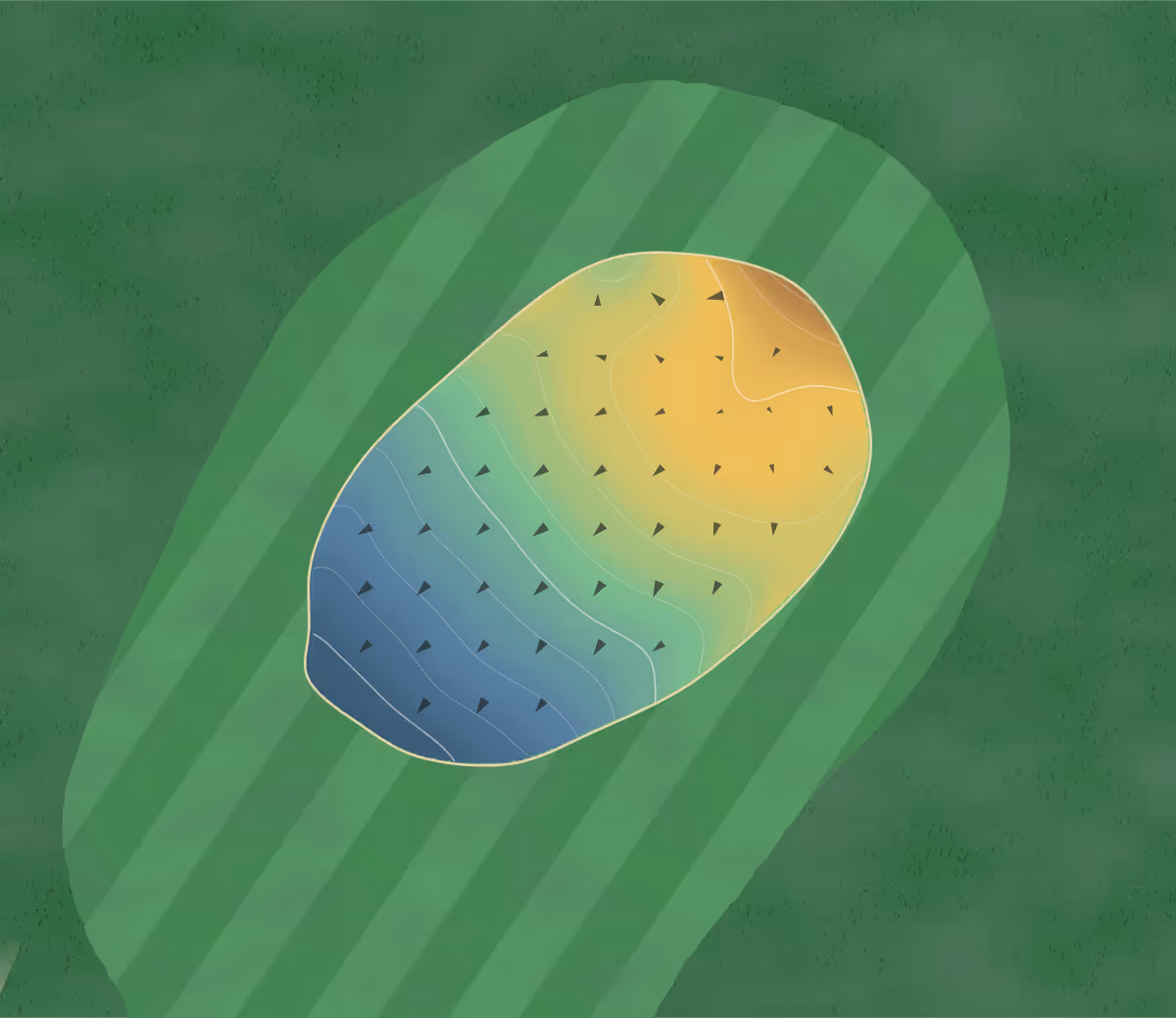 Green contour map of Wattle Downs in Auckland, New Zealand — 79 elevation contours at a 8-centimeter interval with fall-line arrows, traced from 1-meter lidar