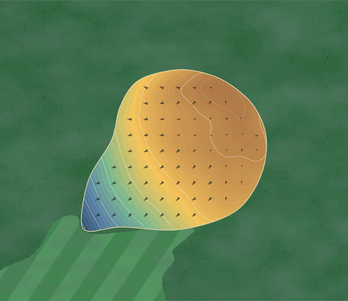 Green contour map of Wayne county in Monticello, Kentucky: 139 elevation contours at a 3-inch interval with fall-line arrows, traced from 1-meter lidar