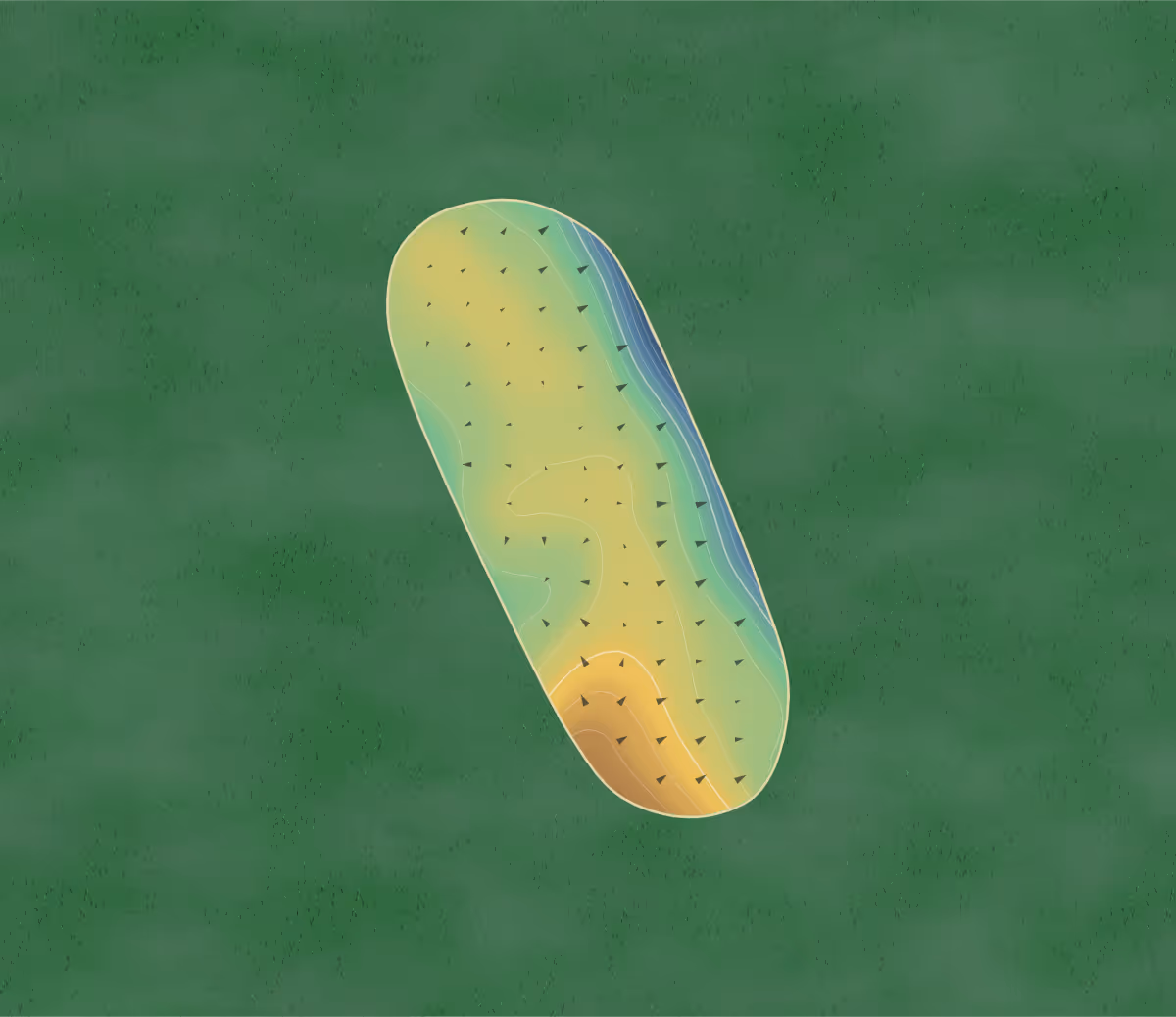 Green contour map of Welsford in Welsford, Canada — 93 elevation contours at a 8-centimeter interval with fall-line arrows, traced from 1-meter lidar