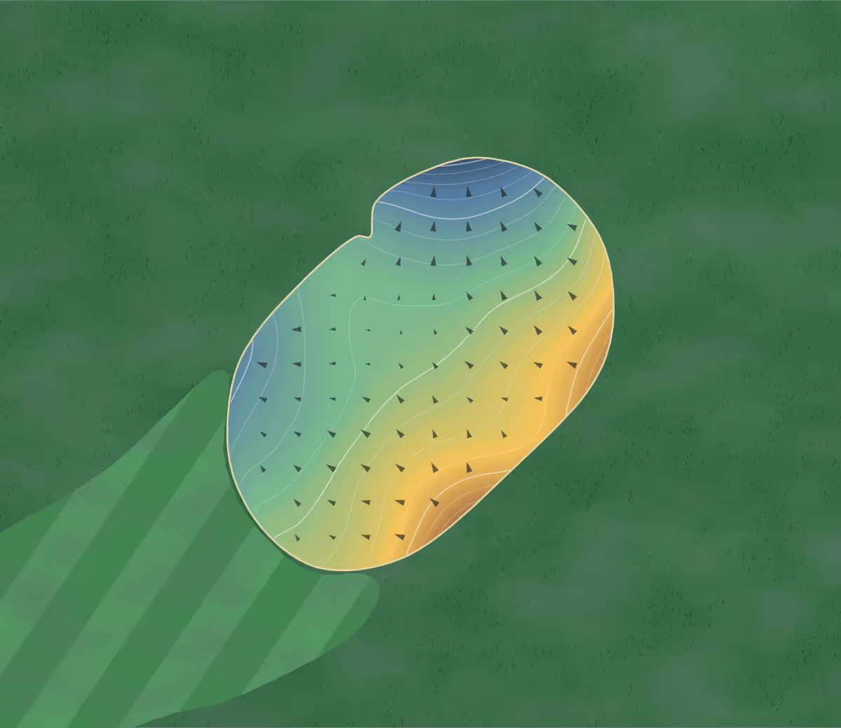Green contour map of Whitetail Ridge Golf Course in Thornville, Ohio: 134 elevation contours at a 3-inch interval with fall-line arrows, traced from 1-meter lidar