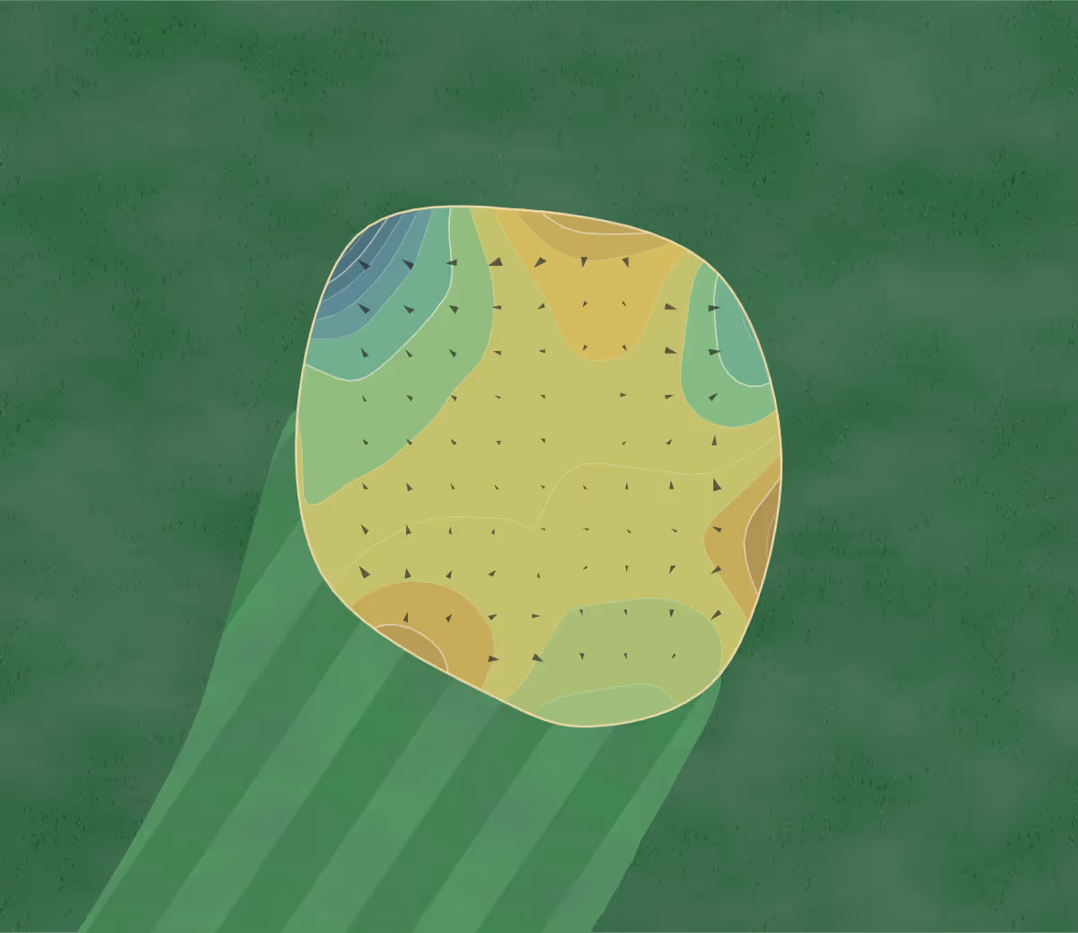 Green contour map of Whittaker Woods in New Buffalo, Michigan — 231 elevation contours at a 3-inch interval with fall-line arrows, traced from 1-meter lidar