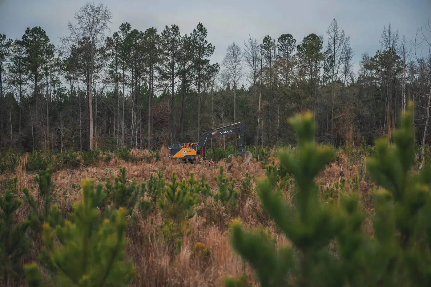 Pines on the Candyroot site while the course is built